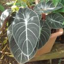 Alocasia reginula