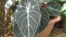 Alocasia reginula