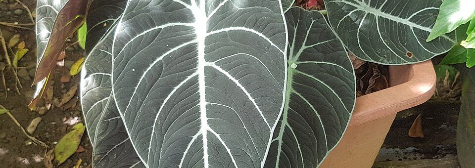 Alocasia reginula