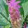 Curcuma petiolata