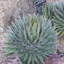 Agave filifera