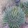 Agave filifera