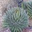 Agave filifera