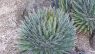 Agave filifera