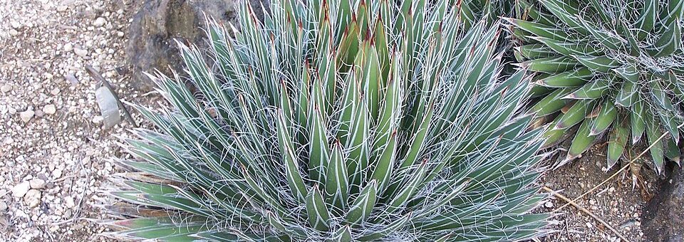Agave filifera