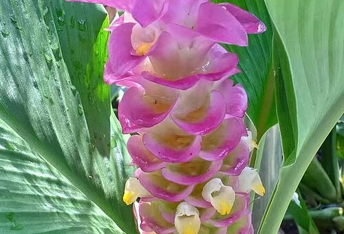 Curcuma petiolata