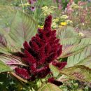 Amaranthus cruentus