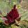 Amaranthus cruentus
