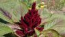 Amaranthus cruentus