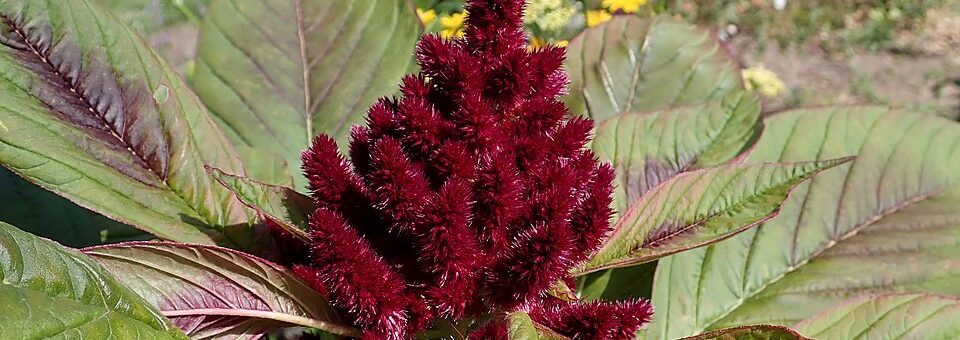 Amaranthus cruentus
