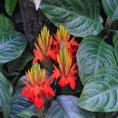 Aphelandra aurantiaca