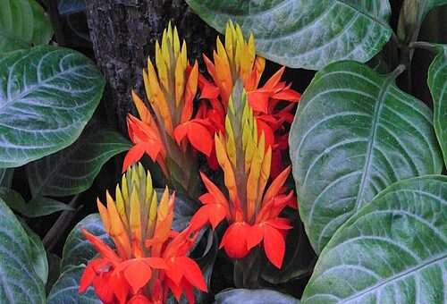 Aphelandra aurantiaca