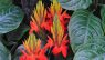 Aphelandra aurantiaca