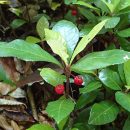Ardisia japonica