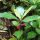 Ardisia japonica