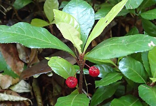 Ardisia japonica