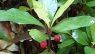Ardisia japonica