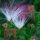 Calliandra parvifolia