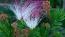 Calliandra parvifolia