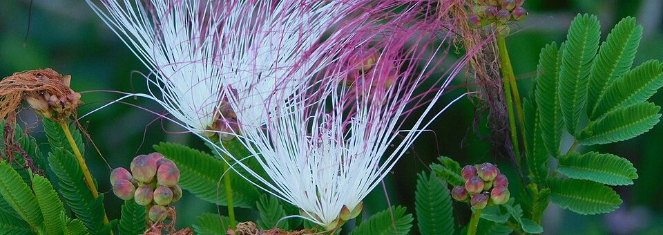 Calliandra parvifolia
