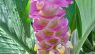 Curcuma petiolata