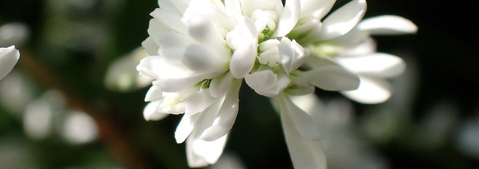 Euphorbia hypericifolia
