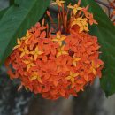 Ixora macrothyrsa