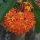 Ixora macrothyrsa