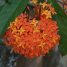 Ixora macrothyrsa