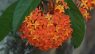 Ixora macrothyrsa