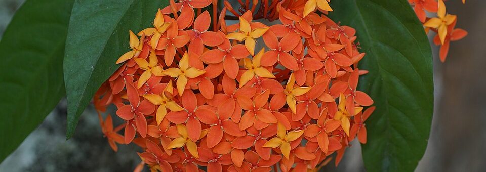 Ixora macrothyrsa