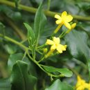 Jasminum odoratissimum