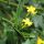 Jasminum odoratissimum