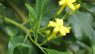 Jasminum odoratissimum