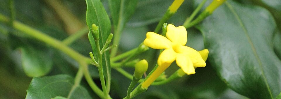 Jasminum odoratissimum