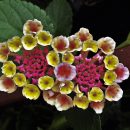 Lantana trifolia
