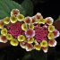 Lantana trifolia