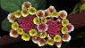 Lantana trifolia