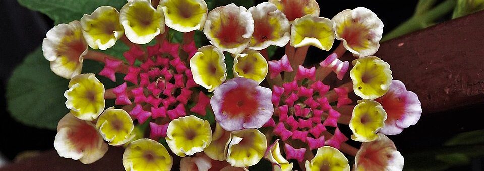 Lantana trifolia
