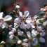 Leptospermum laevigatum