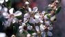 Leptospermum laevigatum