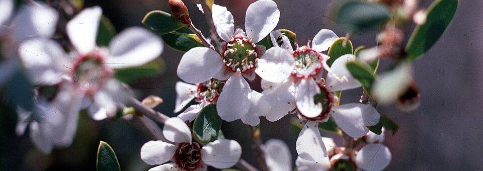 Leptospermum laevigatum