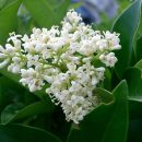 Ligustrum japonicum