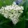 Ligustrum japonicum