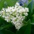 Ligustrum japonicum