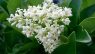 Ligustrum japonicum