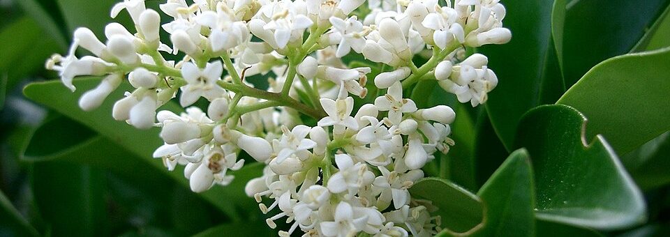 Ligustrum japonicum