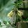 Lonicera nitida