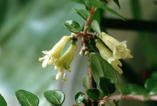 Lonicera nitida