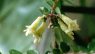 Lonicera nitida